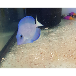 Acanthurus coeruleus